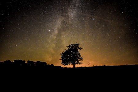 星空下的树图片