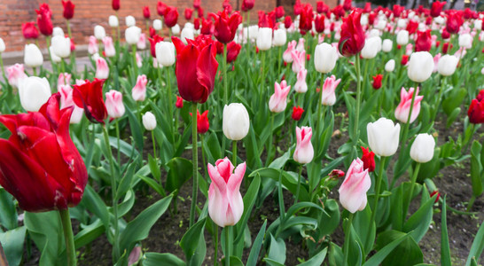 五颜六色的郁金香花四季花园图片