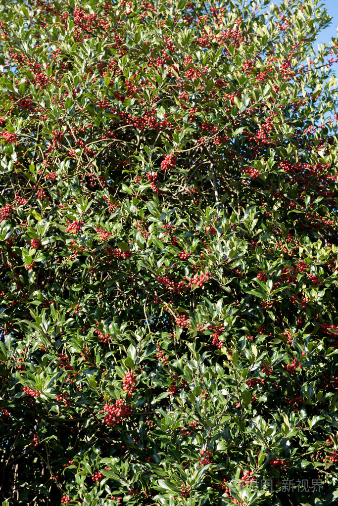 满是果实的冬青树jpg