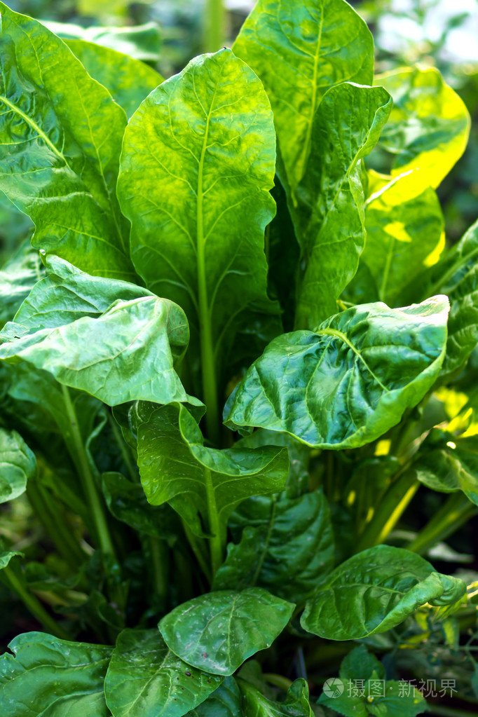 新鲜的甜菜叶子