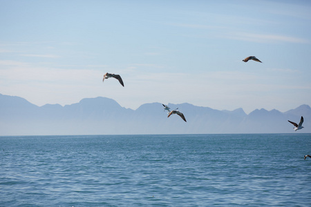 在南非海景观