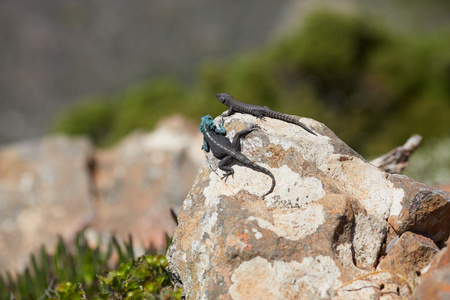 巨蜥萨尔瓦托尔蜥蜴在岩石在南非照片