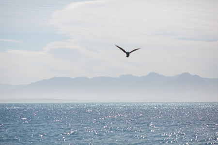 在南非海景观