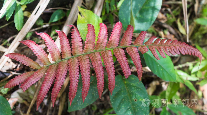 红叶蕨类植物在丛林里