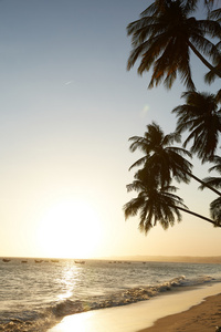 针对海上日落的棕榈树