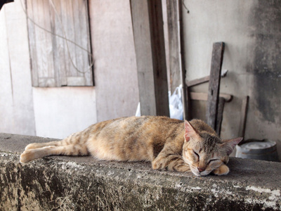 睡猫脸特写，把重点放在前台