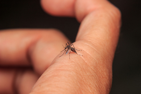 在人体皮肤上的蚊子
