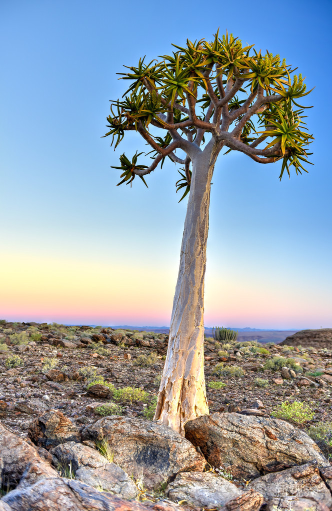 箭袋树-纳米比亚照片-正版商用图片1k7jdp-摄图新视界