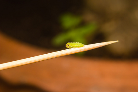 绿色的毛虫蠕虫