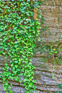 天然石材上的绿色植物
