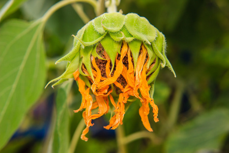 枯萎的向日葵图片