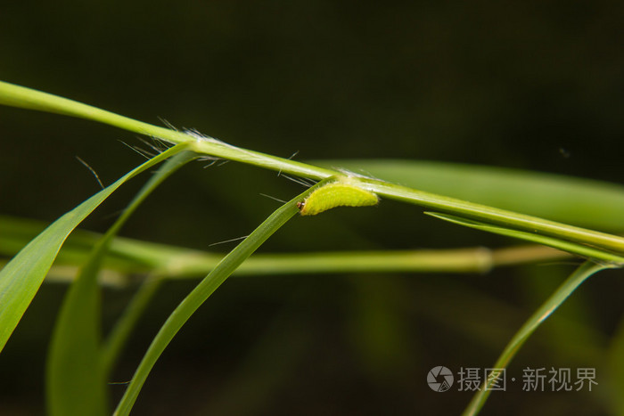叶在花园里的绿色的毛虫蠕虫