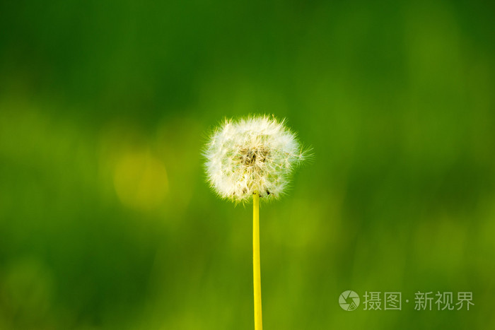 在早晨的阳光穿过fr吹蒲公英的种子