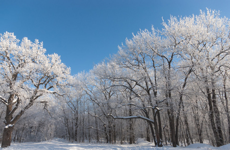 景观与森林覆盖着霜冻图片