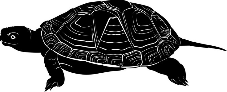 黑龟图片-黑龟素材-黑龟插画-摄图新视界