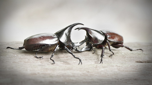 甲虫的照片图片-甲虫的照片素材-甲虫的照片插画-摄图新视界