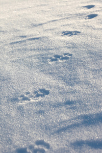 狼在雪原上打印图片