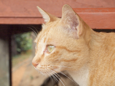 棕色的猫的肖像