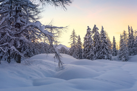 Julian 阿尔卑斯山冬季林区
