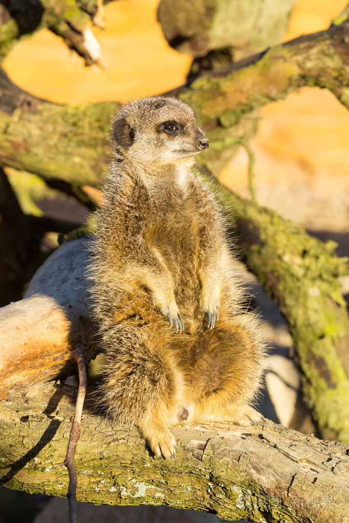 猫鼬suricatasuricatta