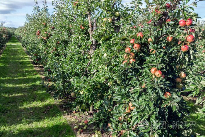 荷兰园与成熟的苹果