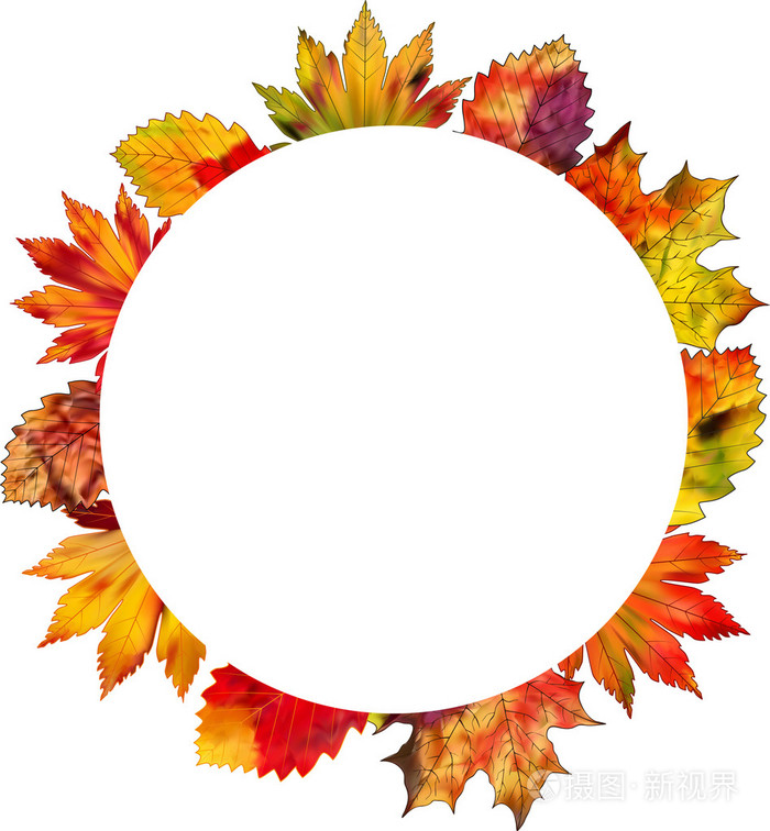 一组色彩鲜艳的秋叶在白色背景上