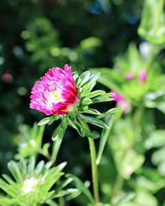 花园里的红花