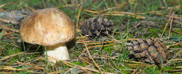 秋季森林蘑菇