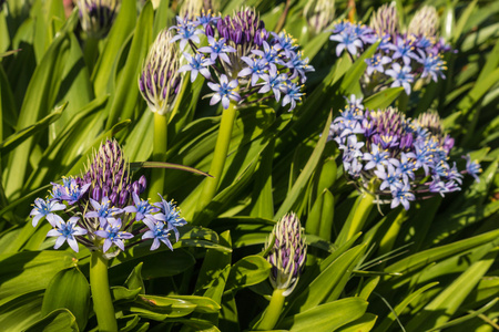 蓝色的小穗花花和花蕾