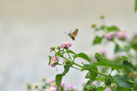 蝴蝶花卉夹竹桃夏季 roisterer