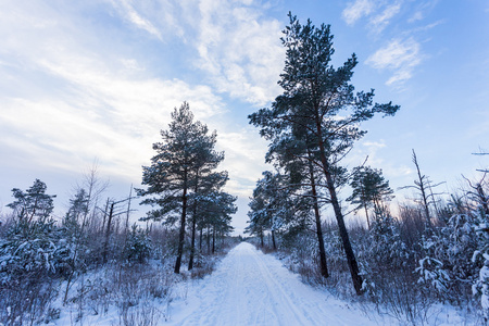 在冬季景观雪覆盖的森林