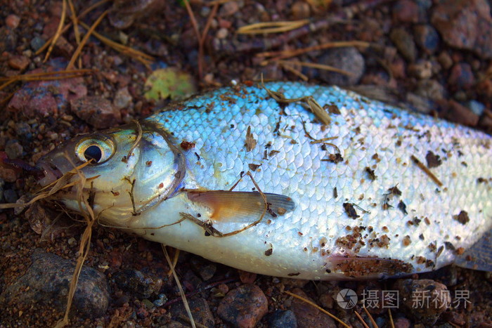 秋叶上新鲜的鱼