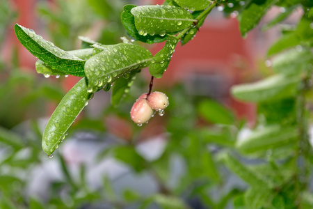 雨打在树上