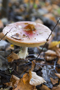 小蘑菇鹅膏菌