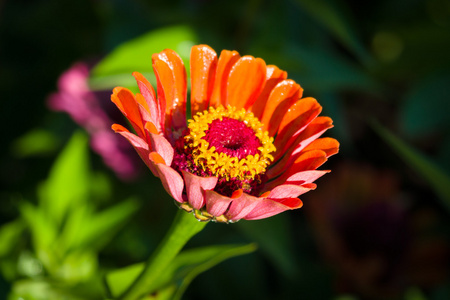 花格伯拉。