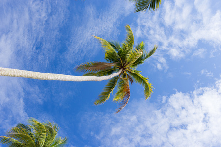 在蓝蓝的天空下的棕榈树