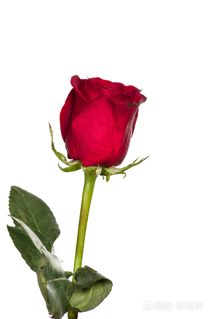 白色上一朵红玫瑰