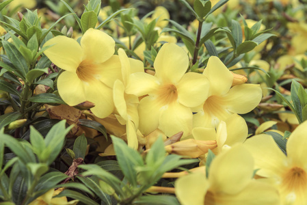 阿拉曼达，美丽的黄色花朵复古