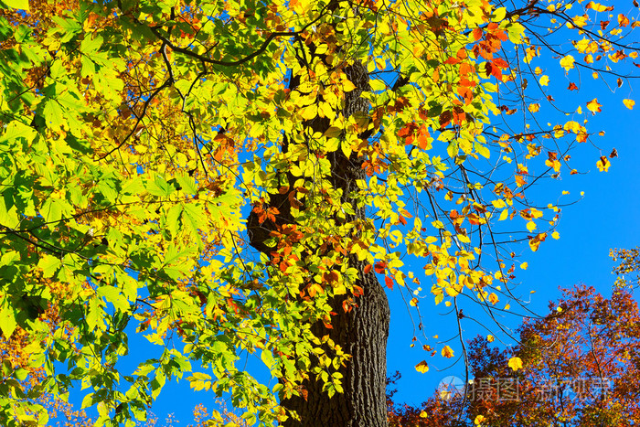 初秋的落叶树在晴朗的蓝天下