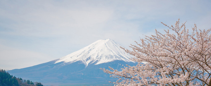 春天，樱花盛开樱花富士山