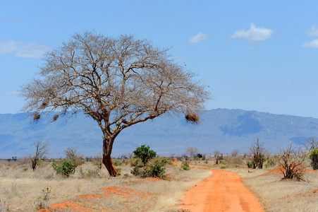 景观与树在非洲