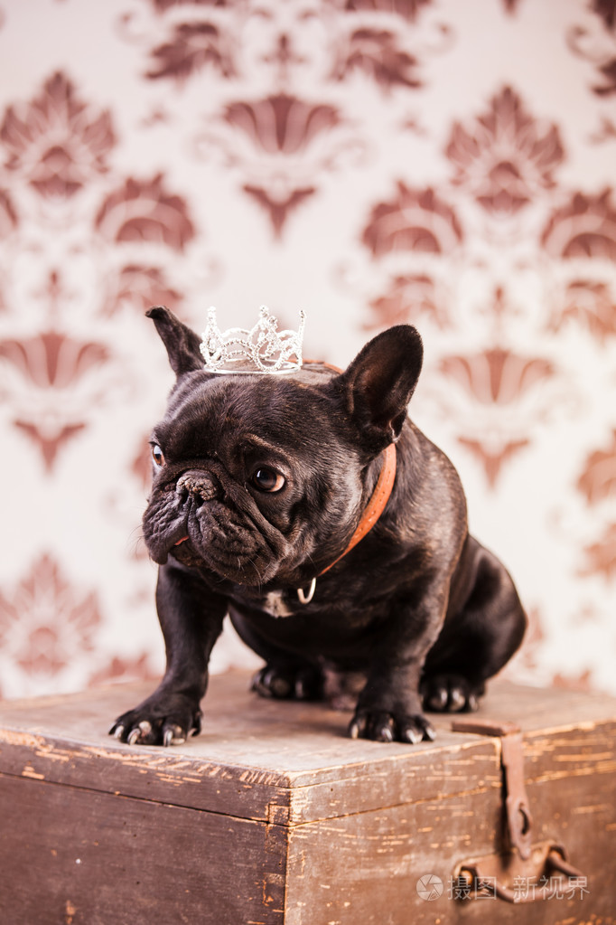 法国斗牛犬王
