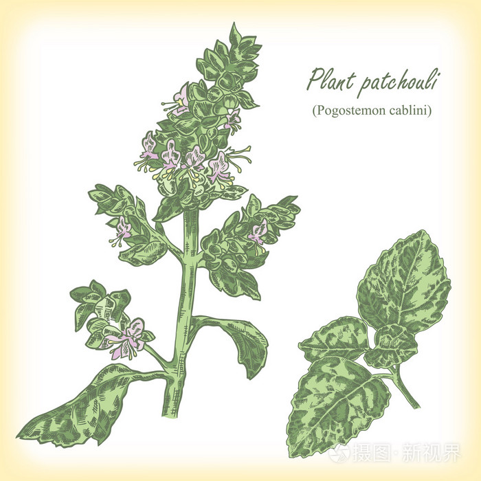 广藿香植物广藿香cablini矢量图