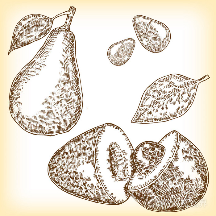 详细的手画的水果鳄梨.在素描中的矢量图