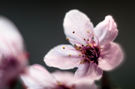 樱桃花