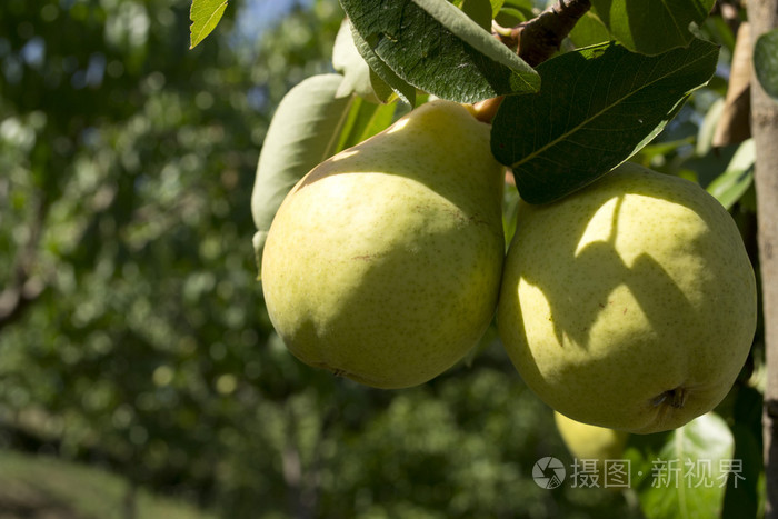 在树上的梨