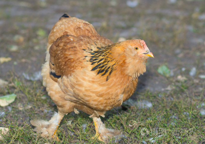 有毛腿的鸡