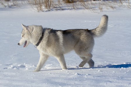 西伯利亚雪橇犬