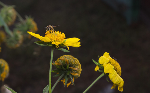 在黄色花的蜜蜂