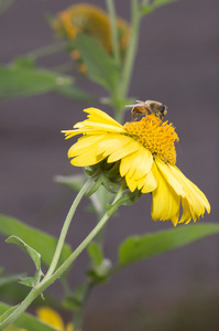 在黄色花的蜜蜂